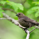 Illustration for article titled Comment of the Day: Cowbird Edition